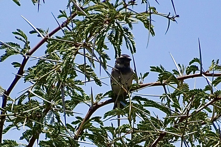 Kapsperling - ML646824297