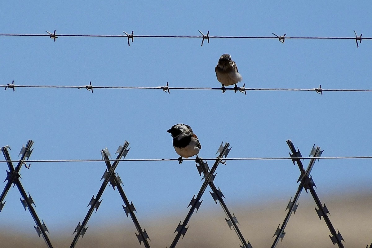 Kapsperling - ML646824298