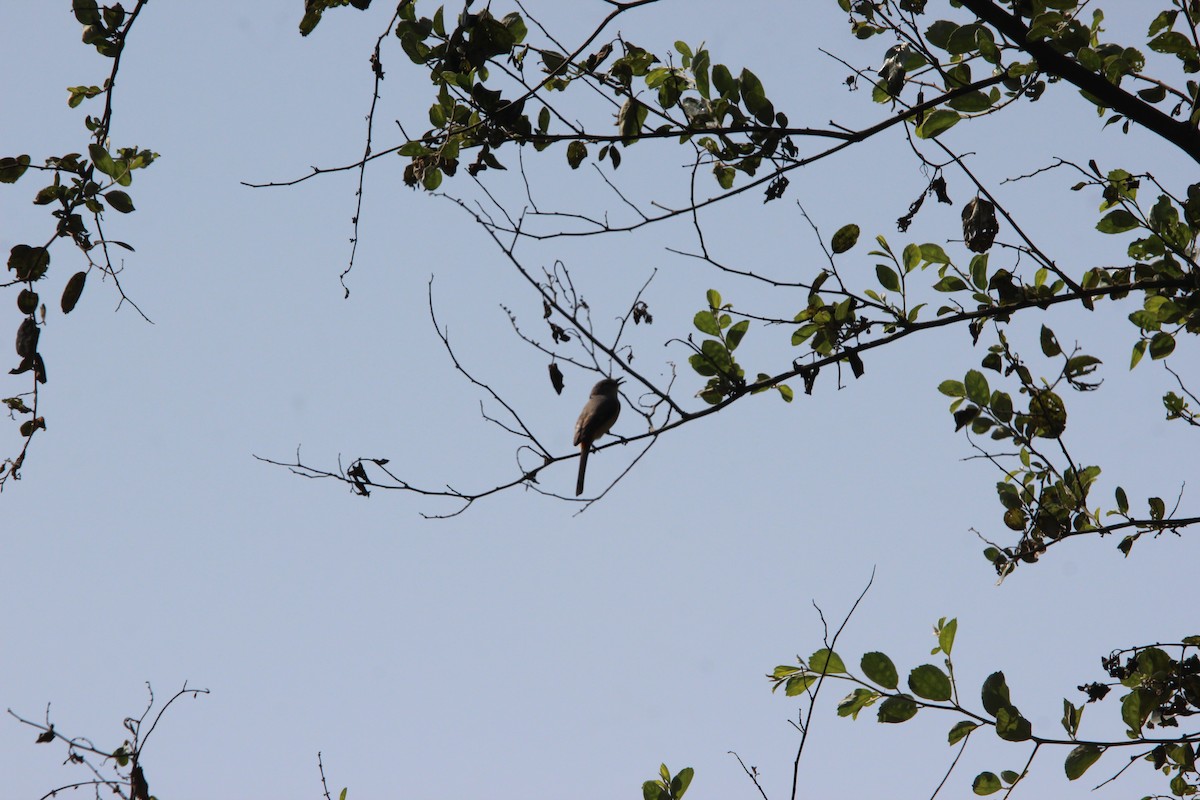 Zwergmennigvogel - ML646824300