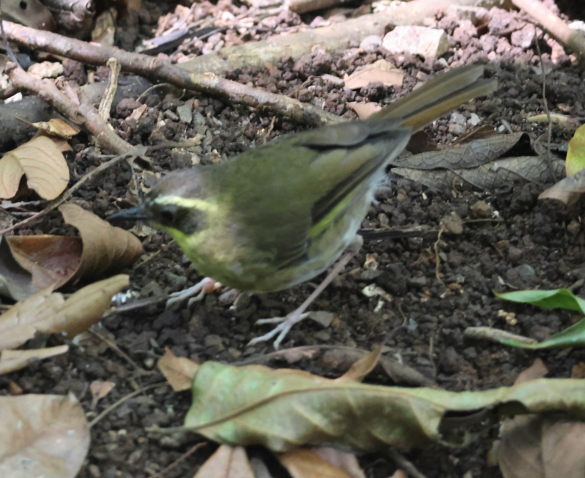 キノドヤブムシクイ - ML646824301