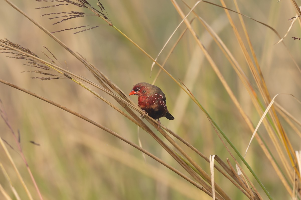 Red Avadavat - ML646824305