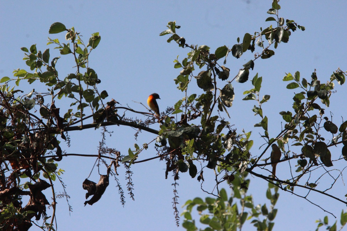 Zwergmennigvogel - ML646824308