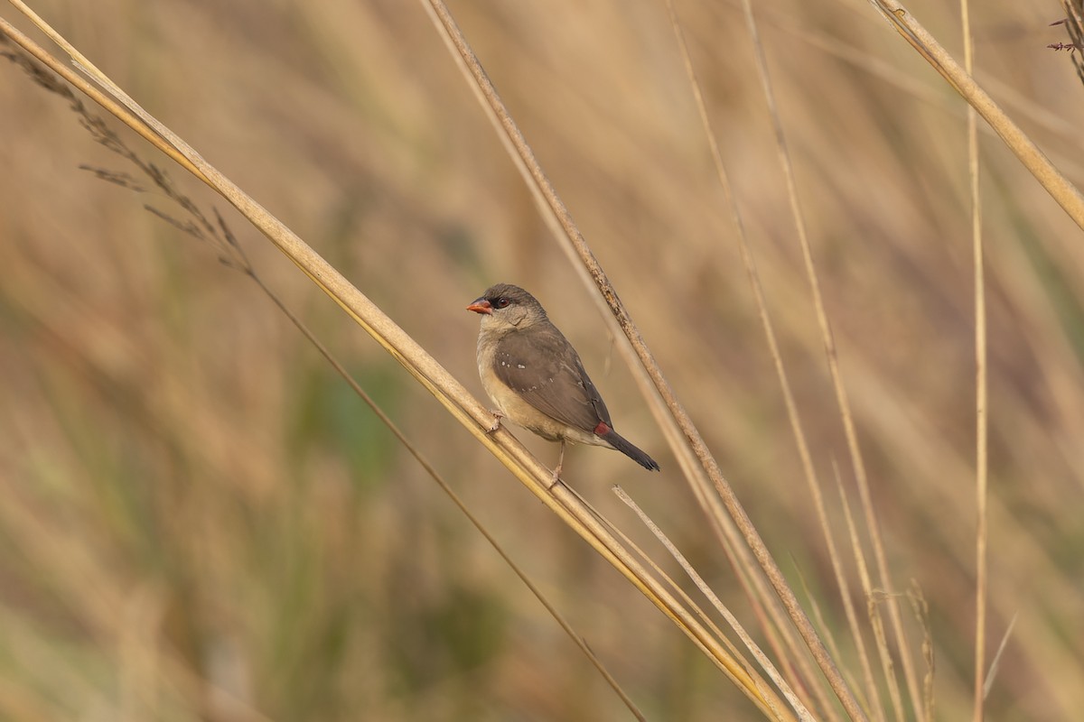 Red Avadavat - ML646824309