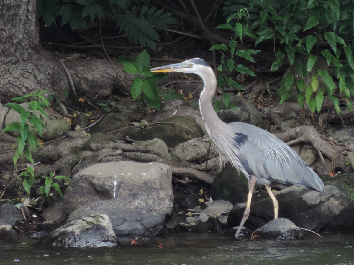 Great Blue Heron - ML64682431