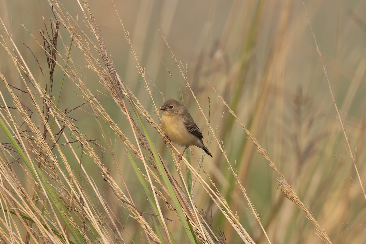 Red Avadavat - ML646824311