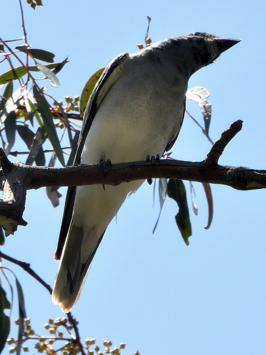 Kara Yüzlü Tırtılyiyen - ML646824314