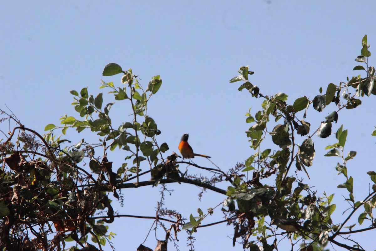 Zwergmennigvogel - ML646824315