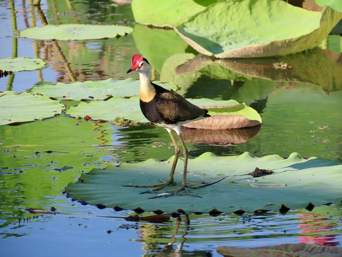 Comb-crested Jacana - ML646824318