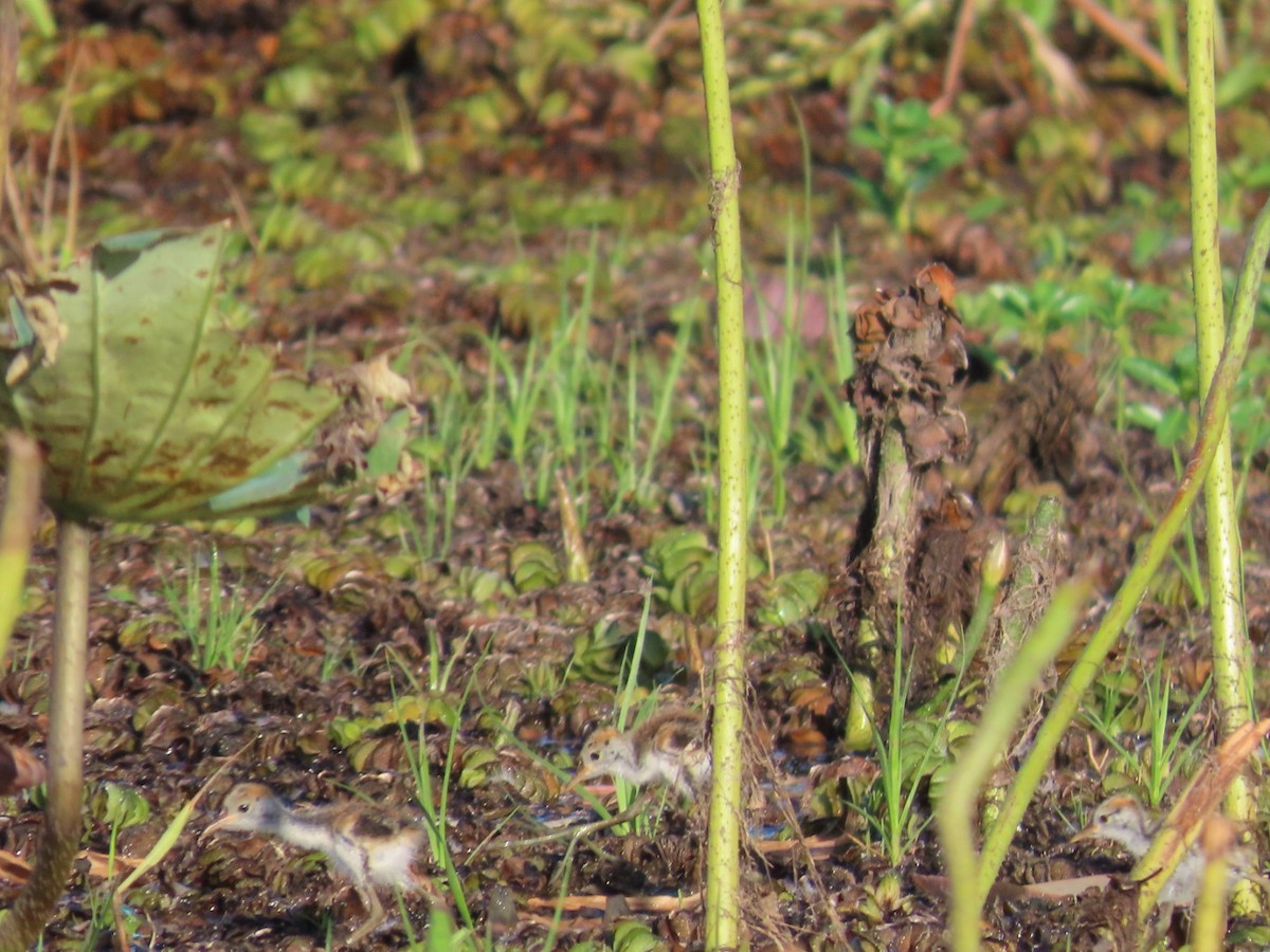 Comb-crested Jacana - ML646824319
