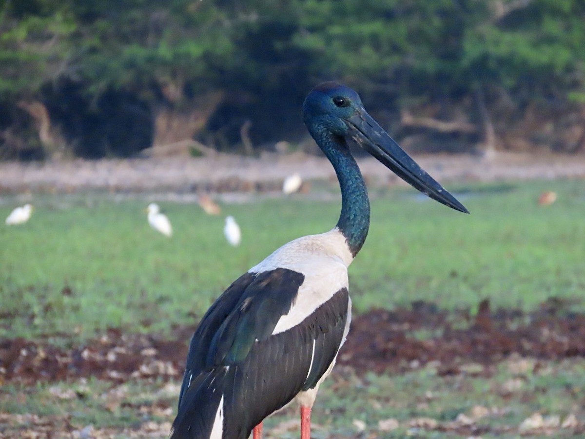 セイタカコウ - ML646824320