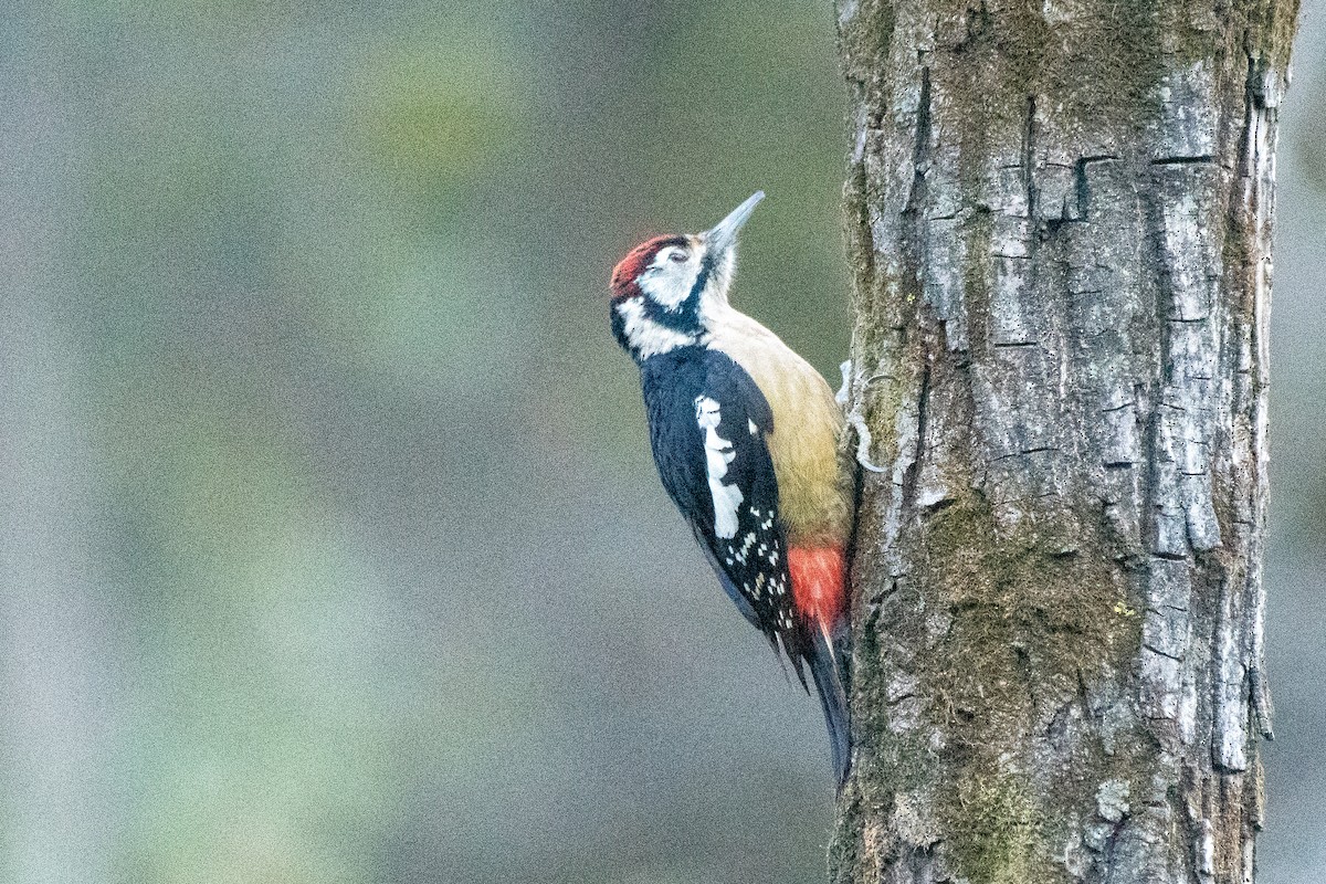 Himalayan Woodpecker - ML646824322