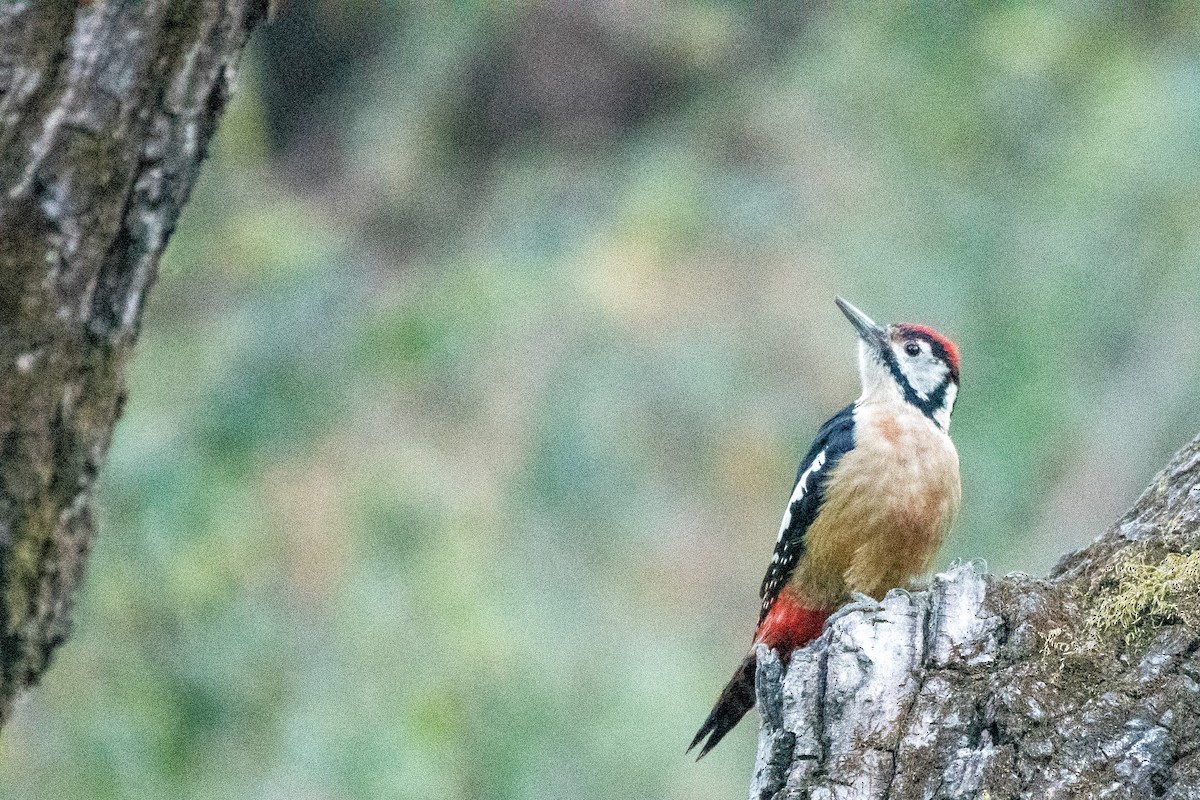 Himalayan Woodpecker - ML646824323