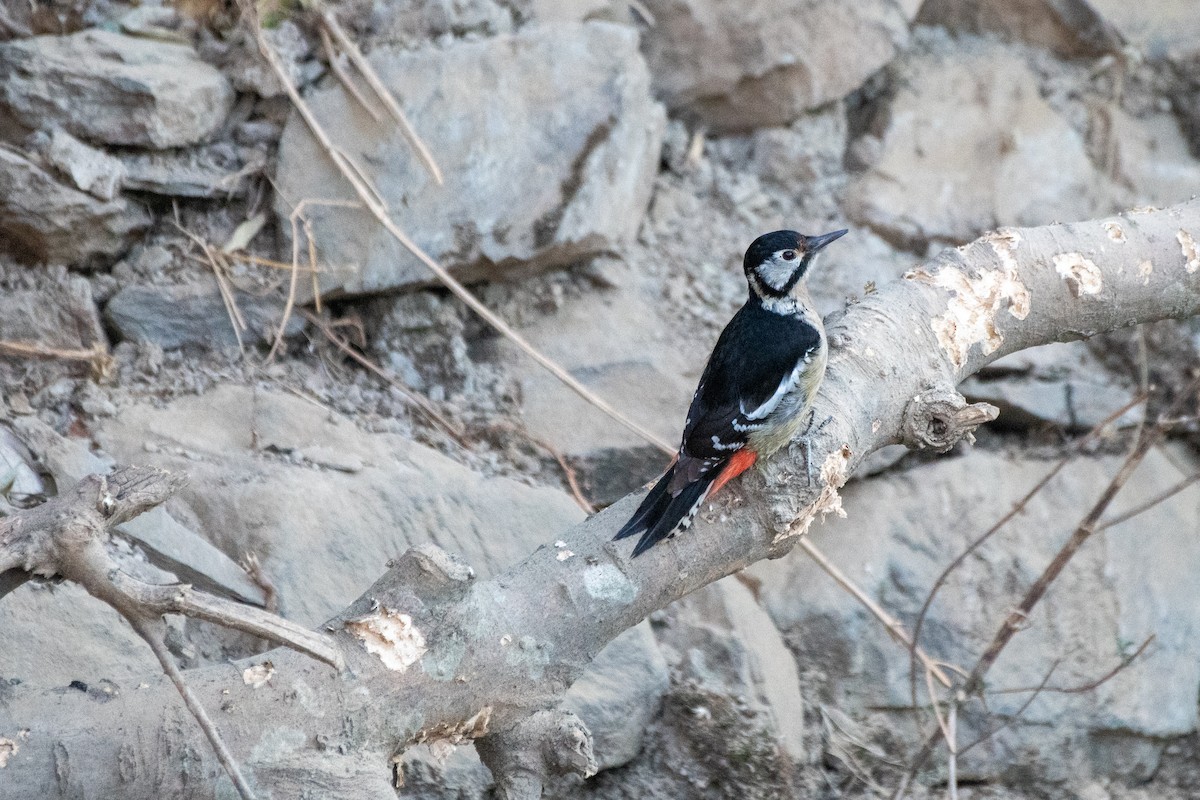 Himalayan Woodpecker - ML646824324
