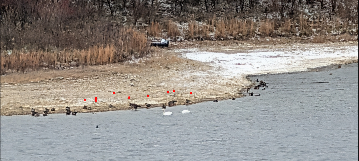 Greater White-fronted Goose - ML646824326