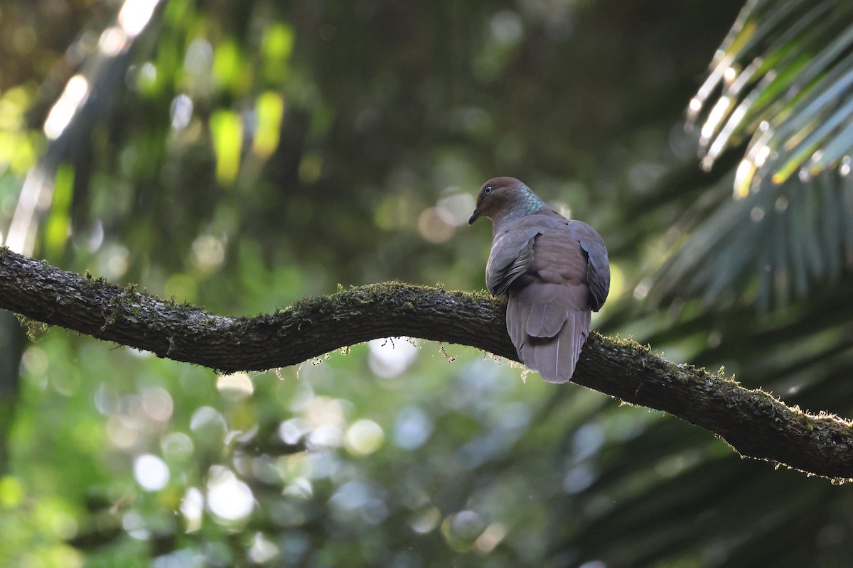 kanelgjøkdue - ML646824327