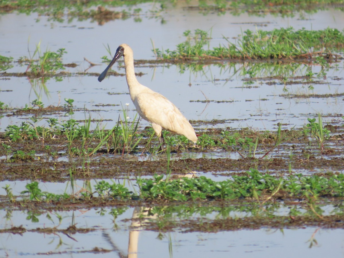 kongeskjestork - ML646824328