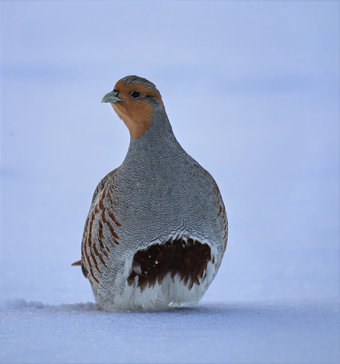 Gray Partridge - ML646824330