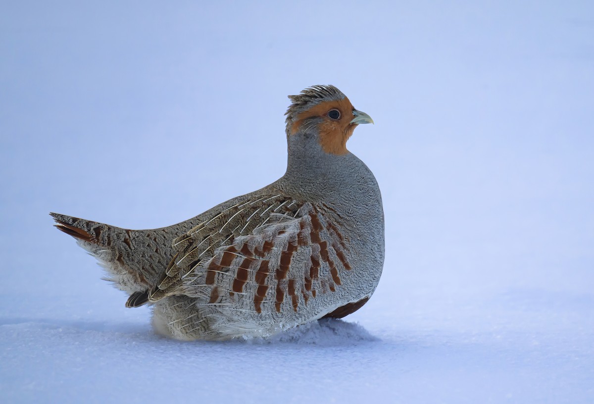 Gray Partridge - ML646824331
