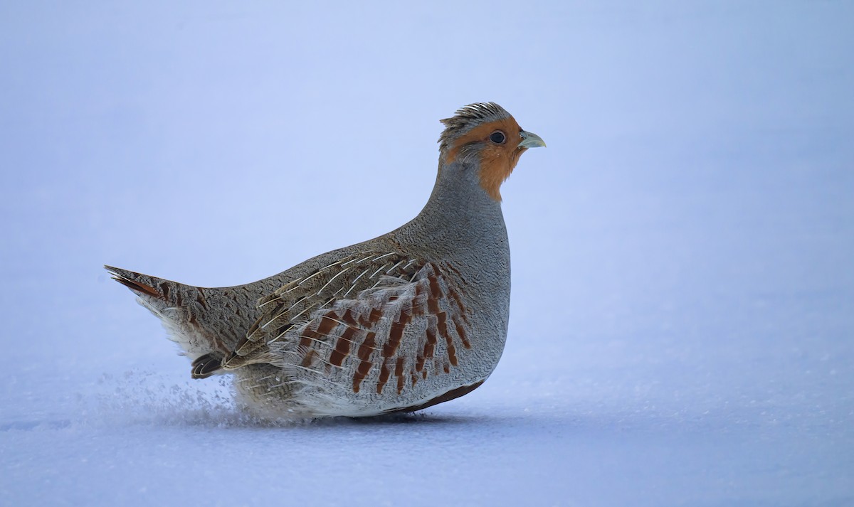 Gray Partridge - ML646824332