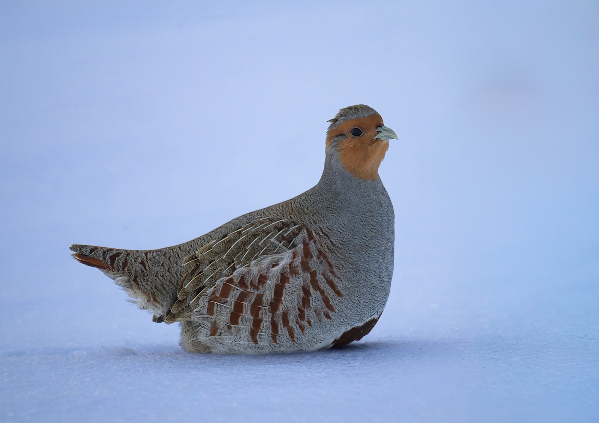 Gray Partridge - ML646824333