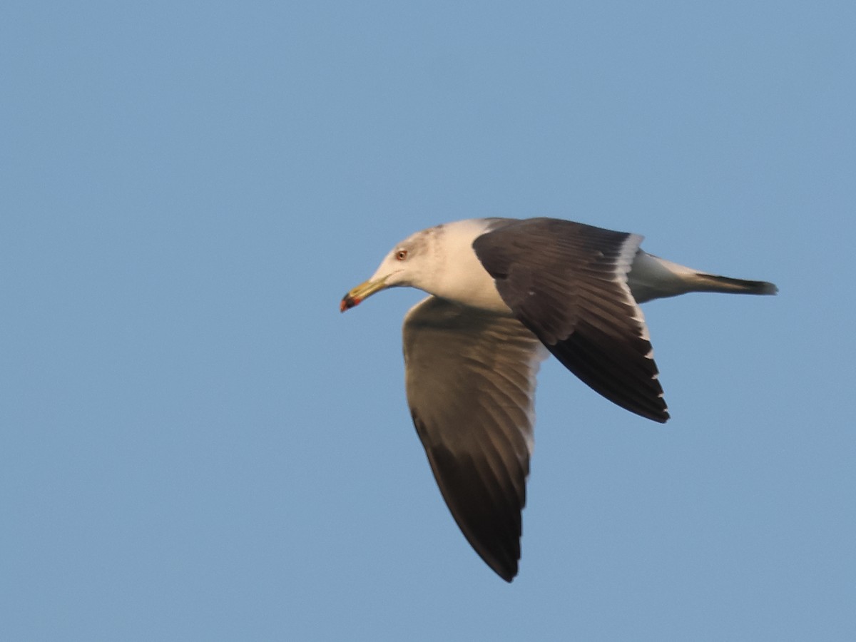 Хар сүүлт цахлай - ML646824336