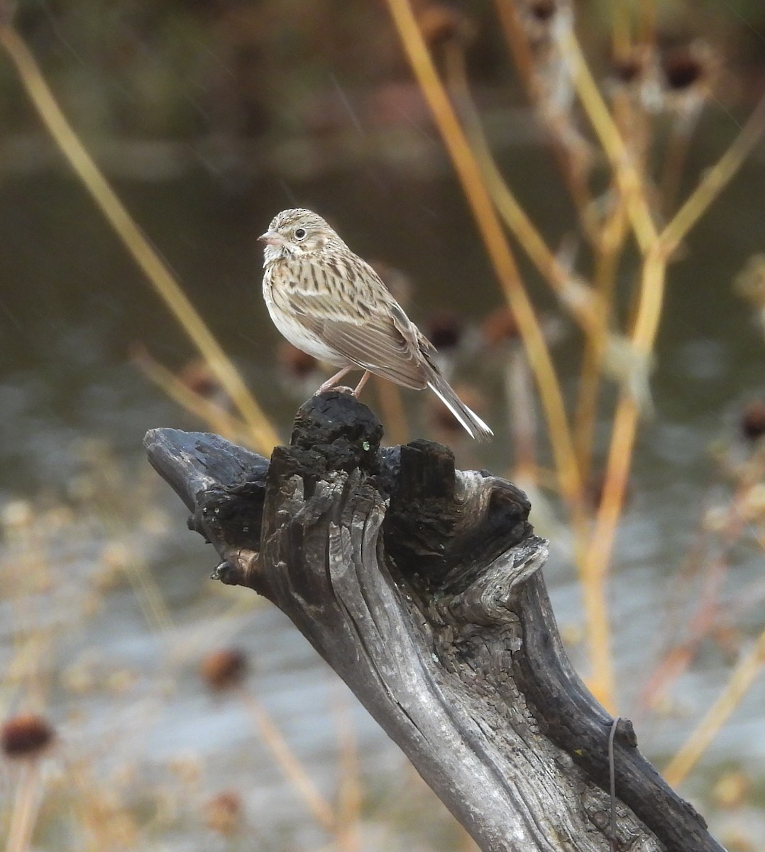 Chingolo Coliblanco - ML646824341