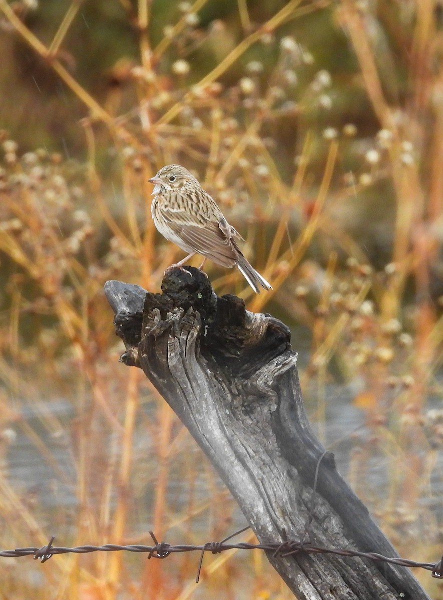 Chingolo Coliblanco - ML646824342