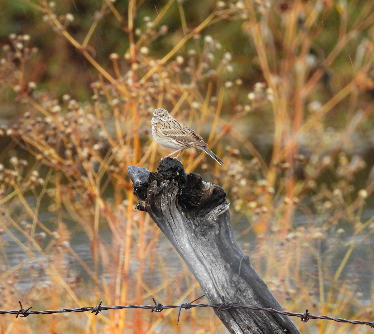 Chingolo Coliblanco - ML646824343