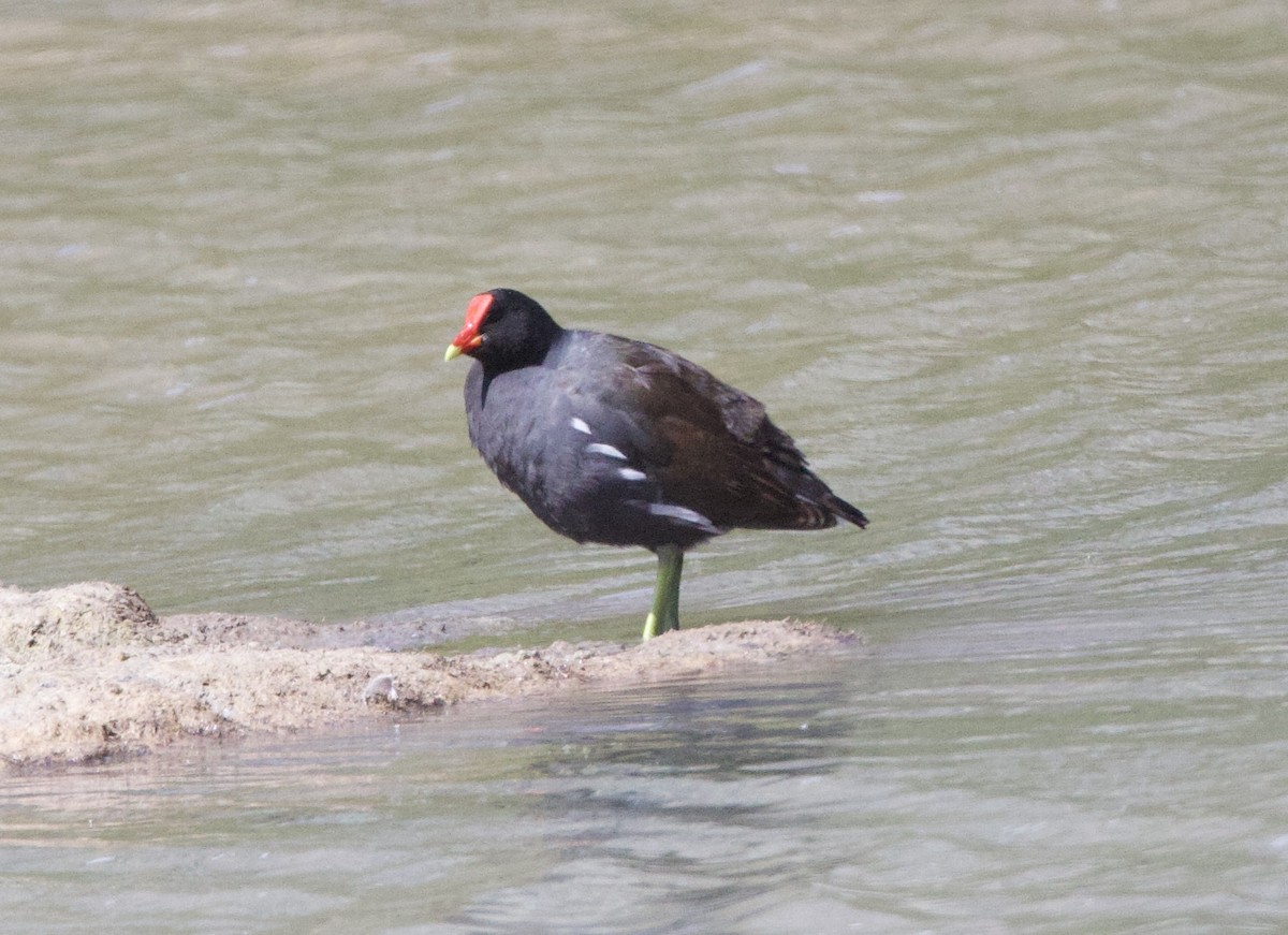 Common Gallinule - ML646824344