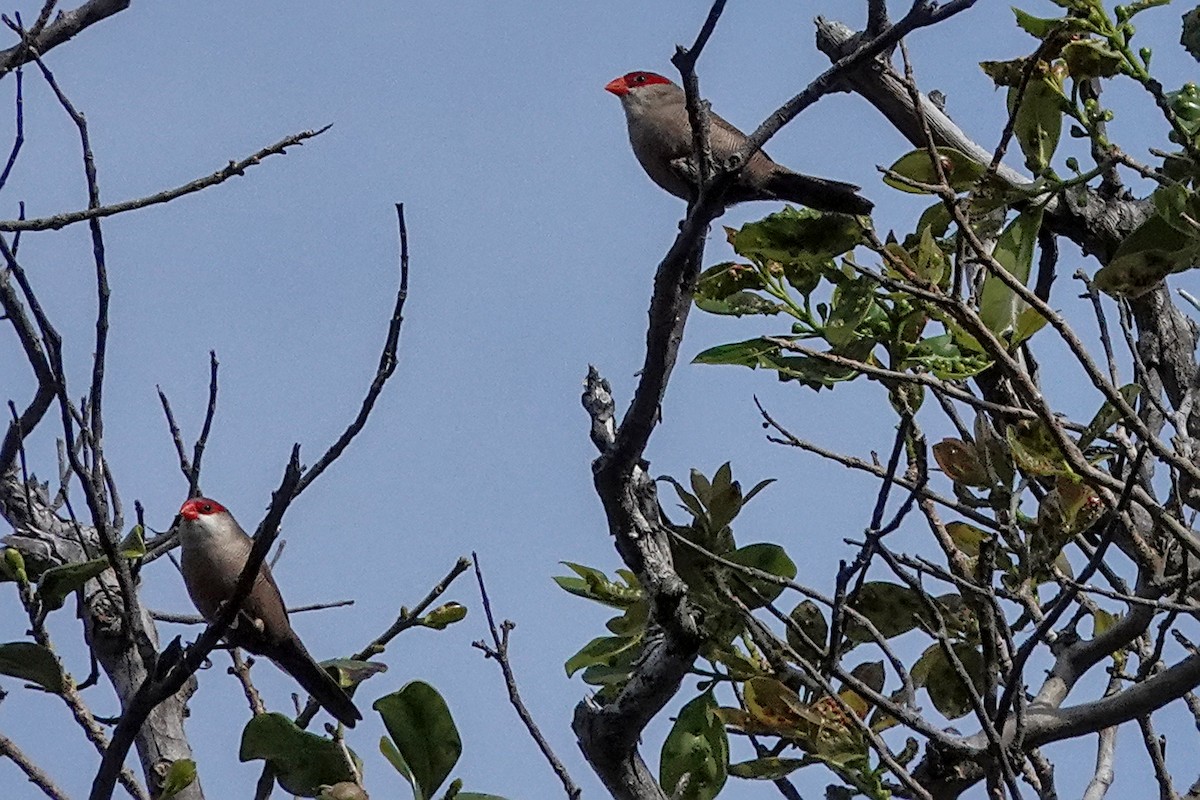 Common Waxbill - ML646824345