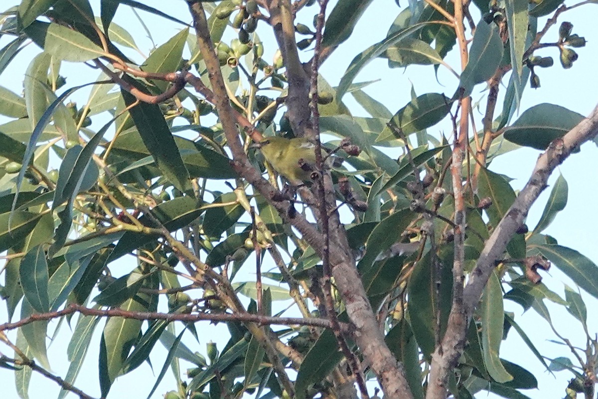 Oahu Amakihi - ML646824349