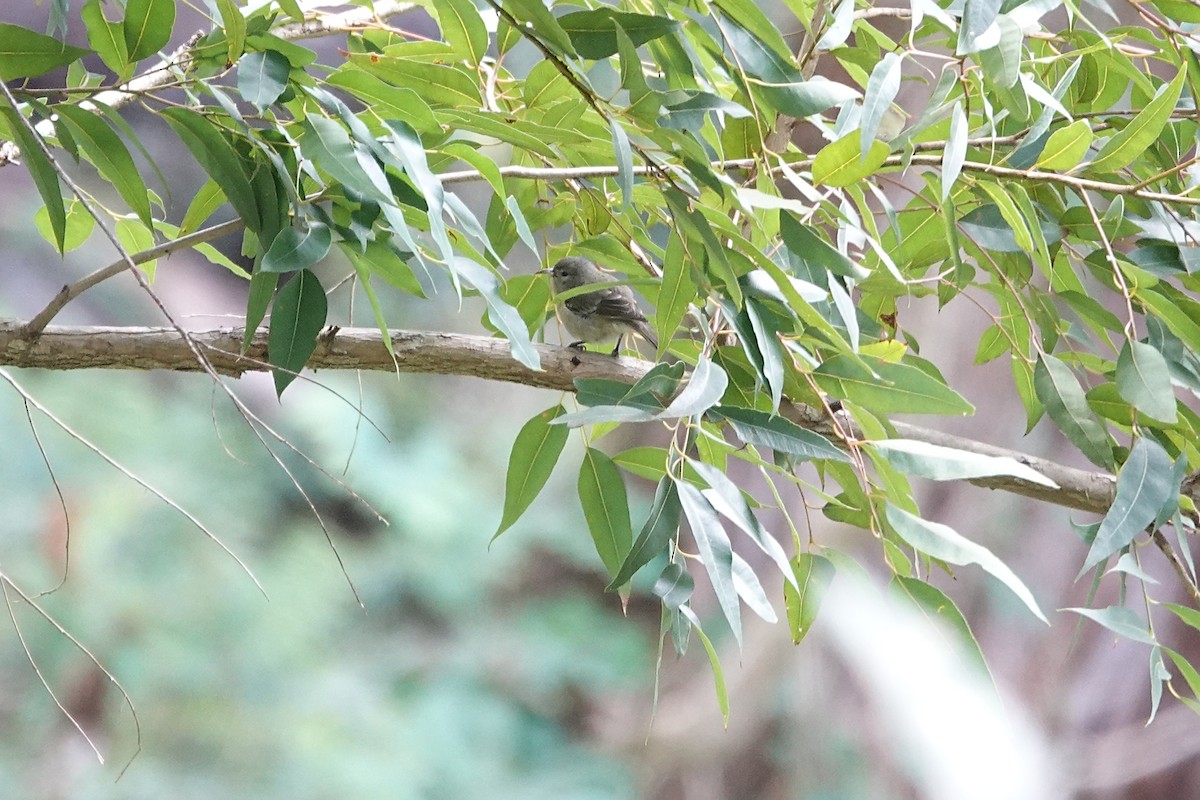 Oahu Amakihi - ML646824350