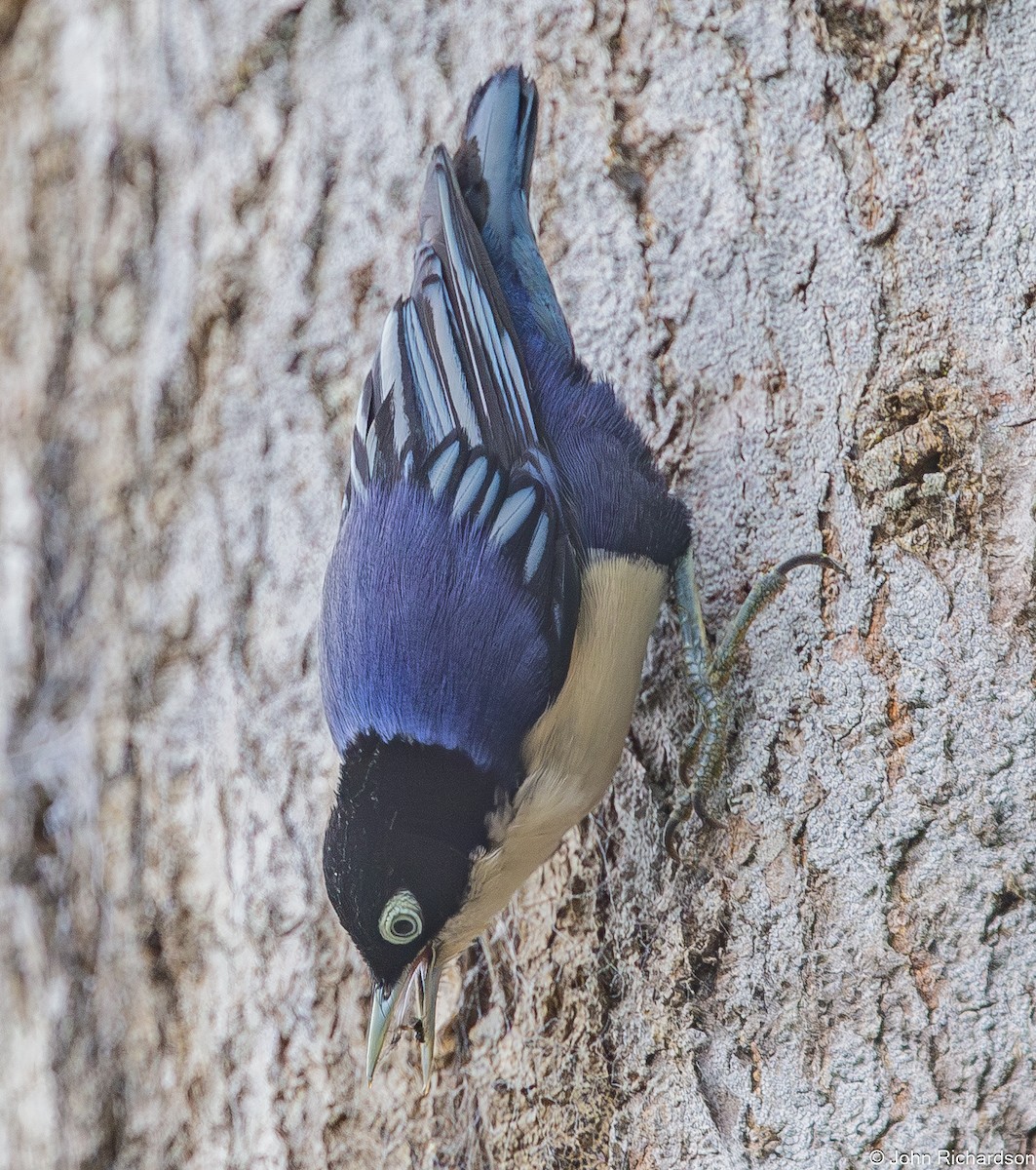 Blue Nuthatch - ML646824351