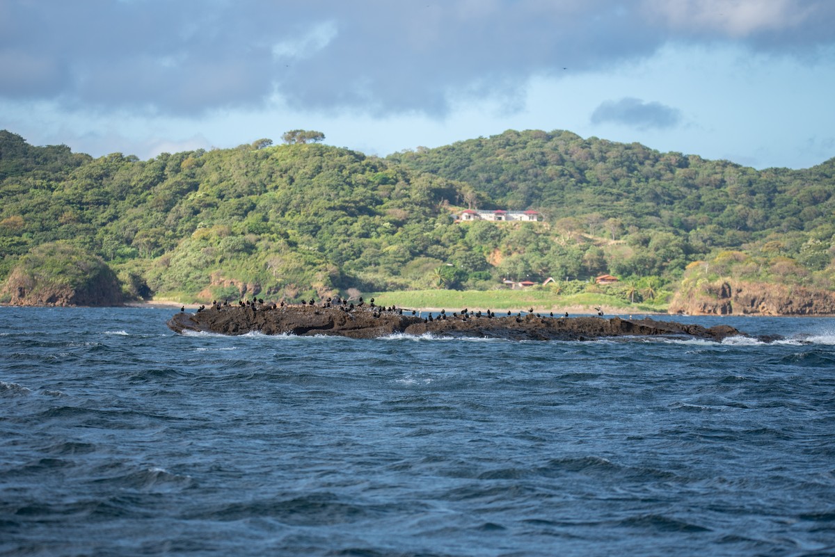 ナンベイヒメウ - ML646824354