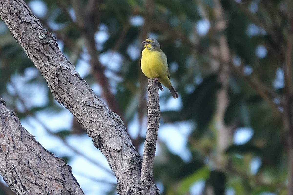 Yellow-fronted Canary - ML646824356