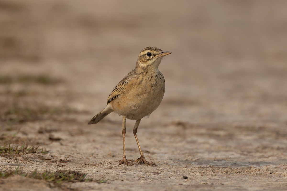 Paddyfield Pipit - ML646824358