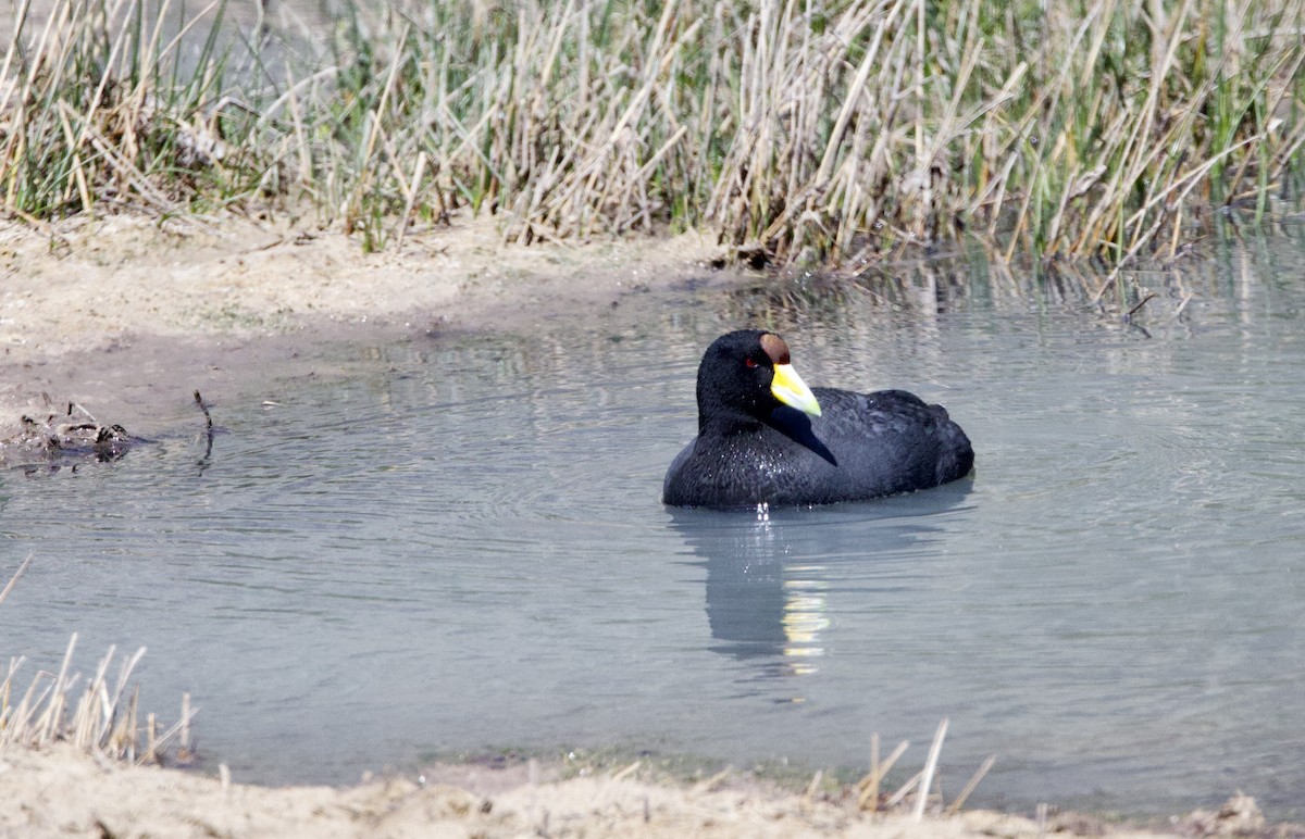 Slate-colored Coot - ML646824360