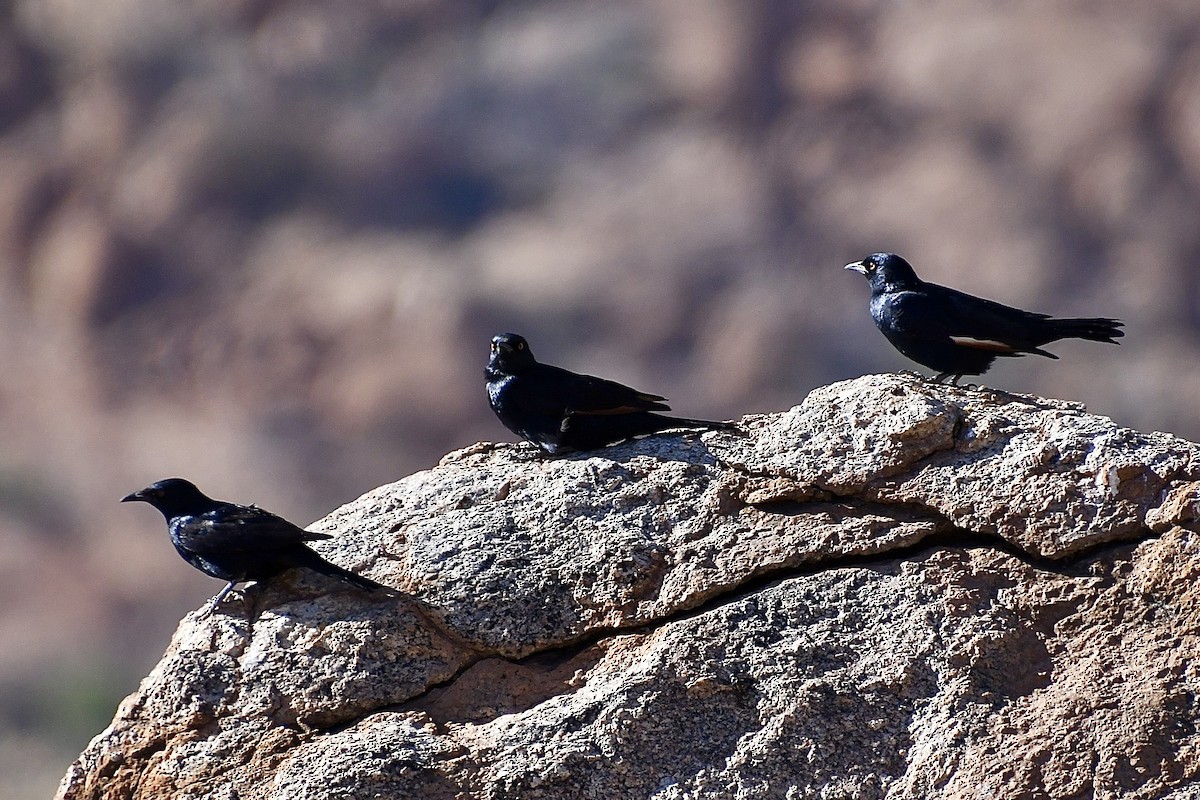 Бледнокрылый скворец - ML646824361