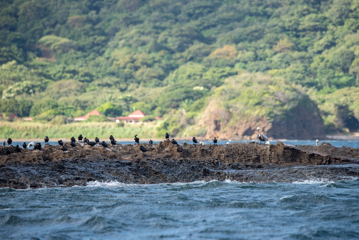 Пелікан бурий - ML646824362