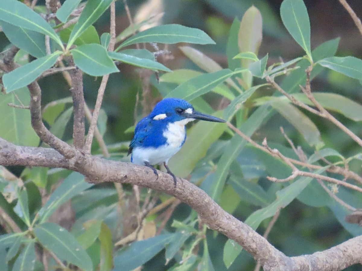 ヒメミツユビカワセミ - ML646824364