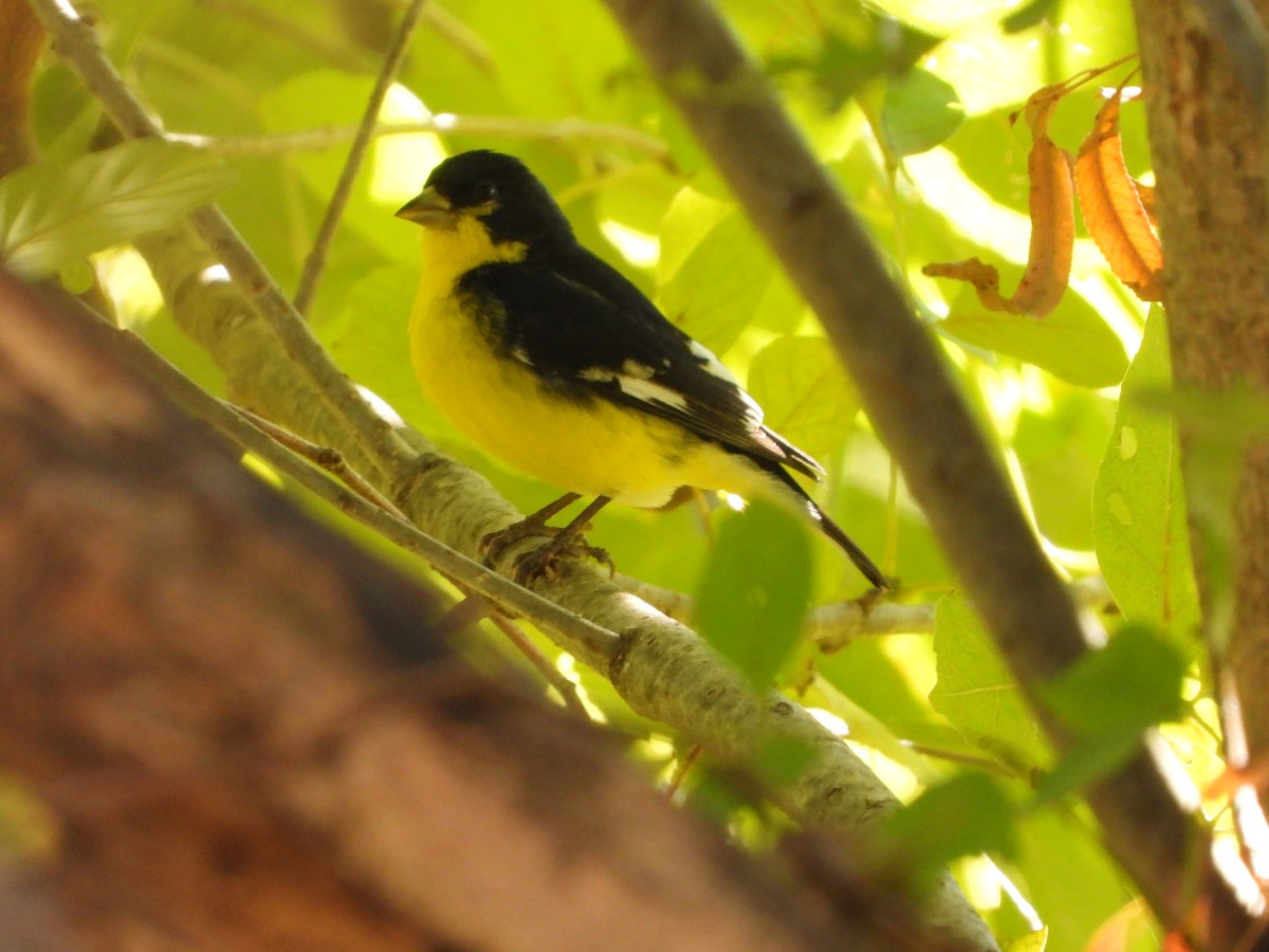 Mexikozeisig - ML646824365