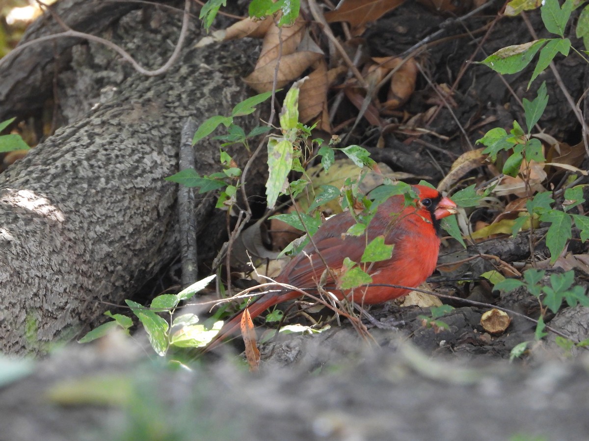 Rotkardinal - ML646824369