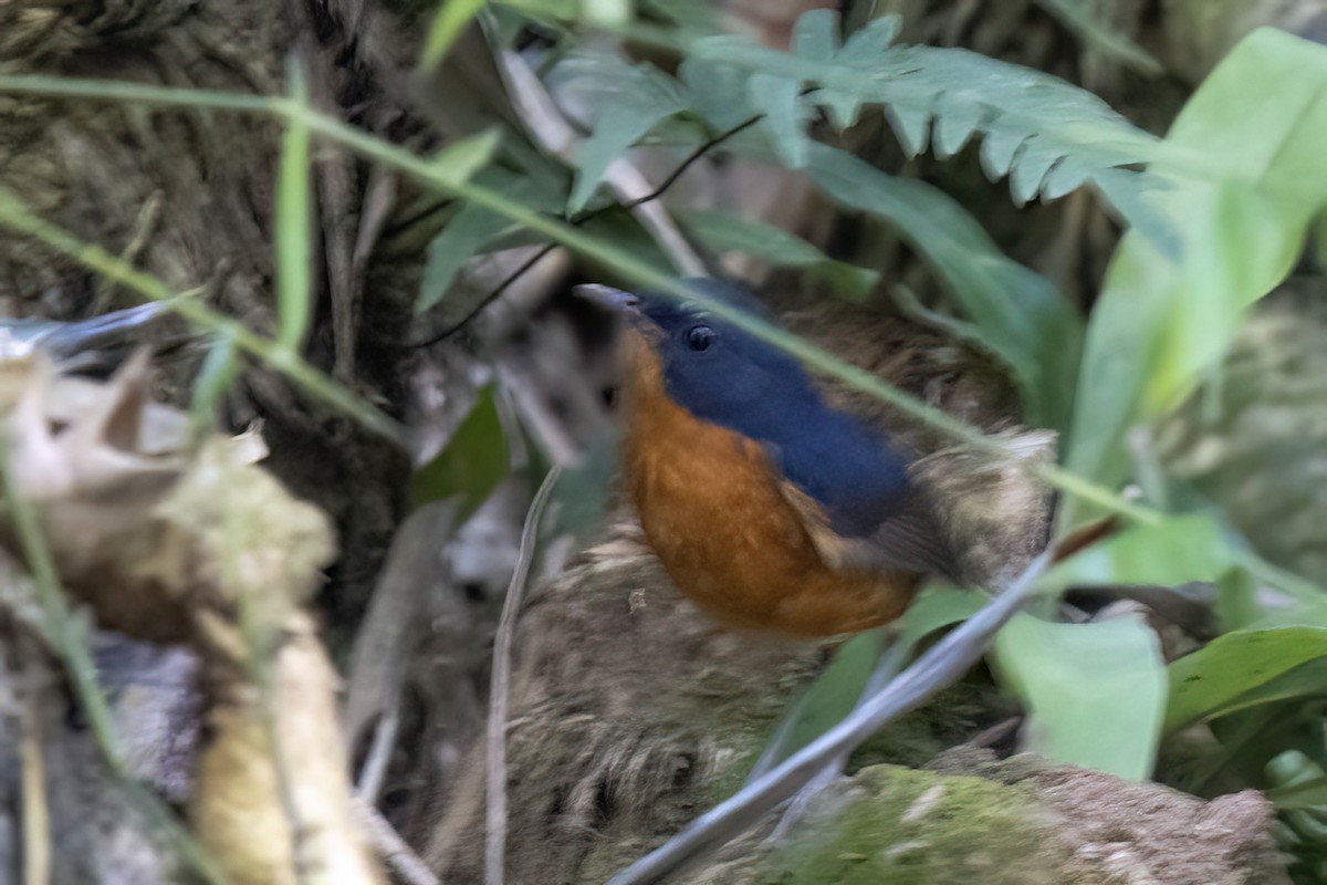 Rusty-bellied Shortwing - ML646824372