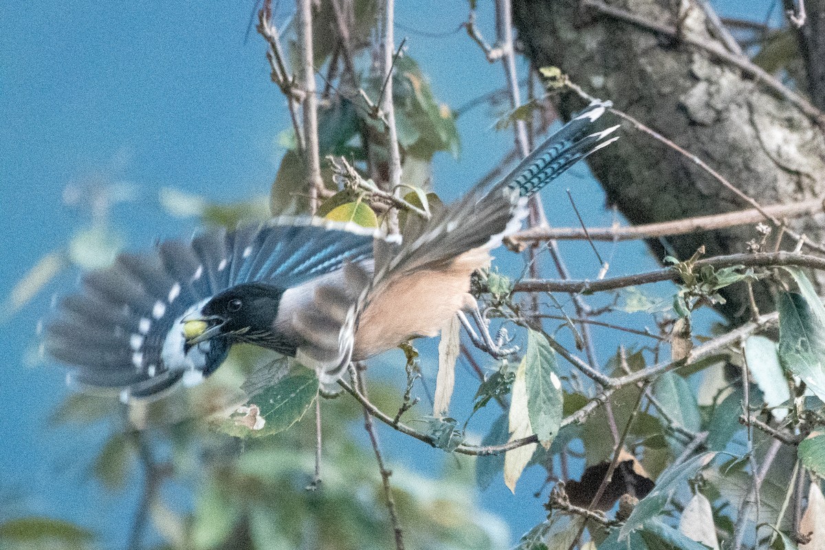 Black-headed Jay - ML646824373