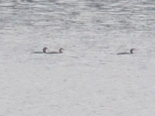 Aliota handia - ML646824378