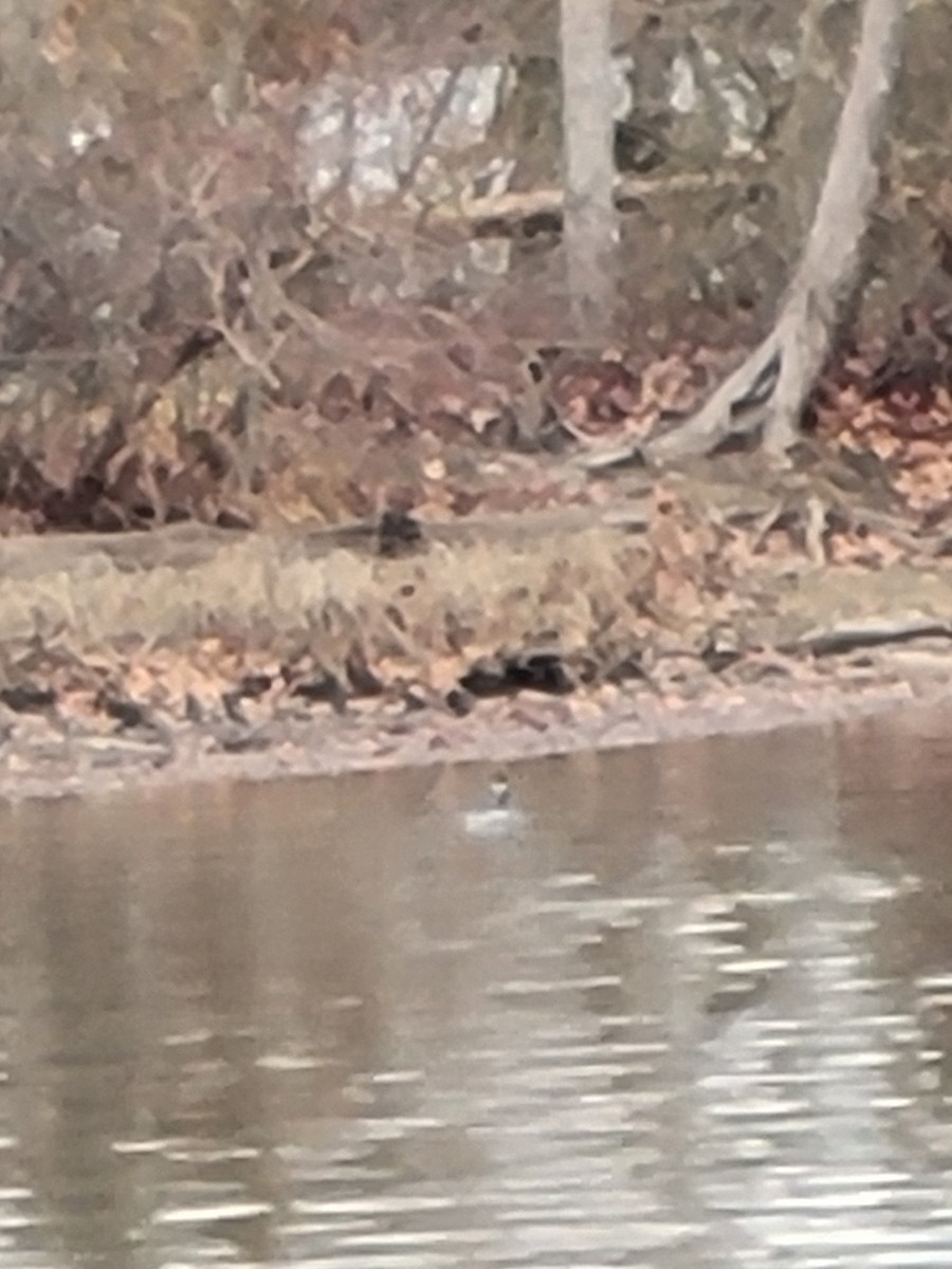 角鸊鷉 - ML646824379