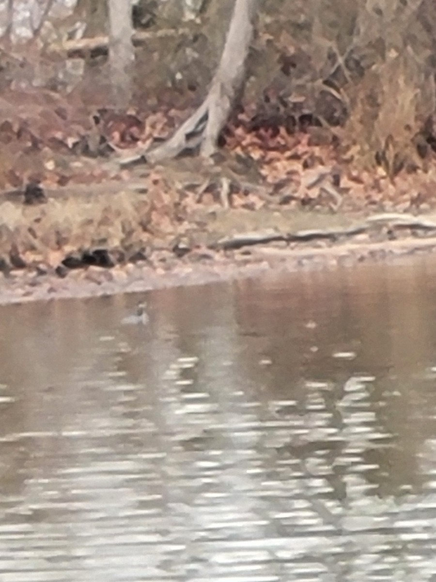 角鸊鷉 - ML646824381