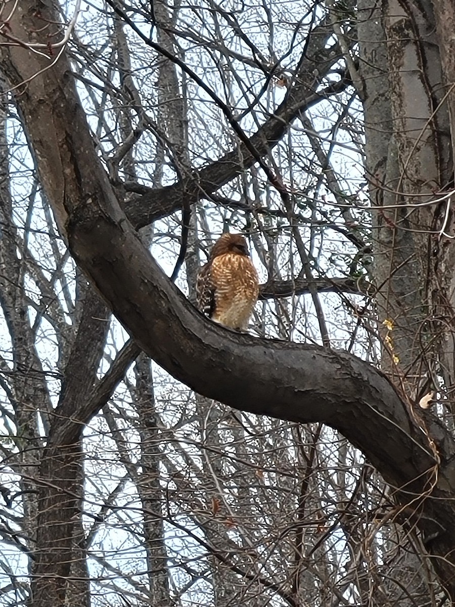 Red-shouldered Hawk - ML646824383