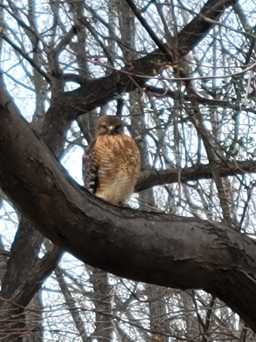 Red-shouldered Hawk - ML646824384