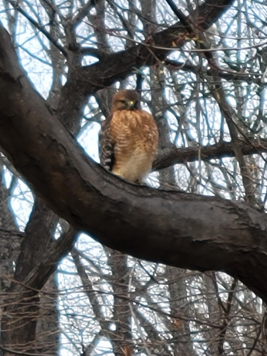 Red-shouldered Hawk - ML646824386